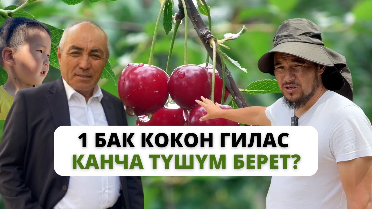 Кытайлар жылда 2 миң тонна гилас сурайт!