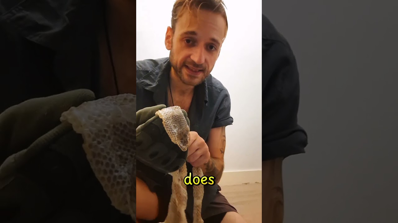 Big Snake Skin Found ! And A Big Snake! Check It Out 