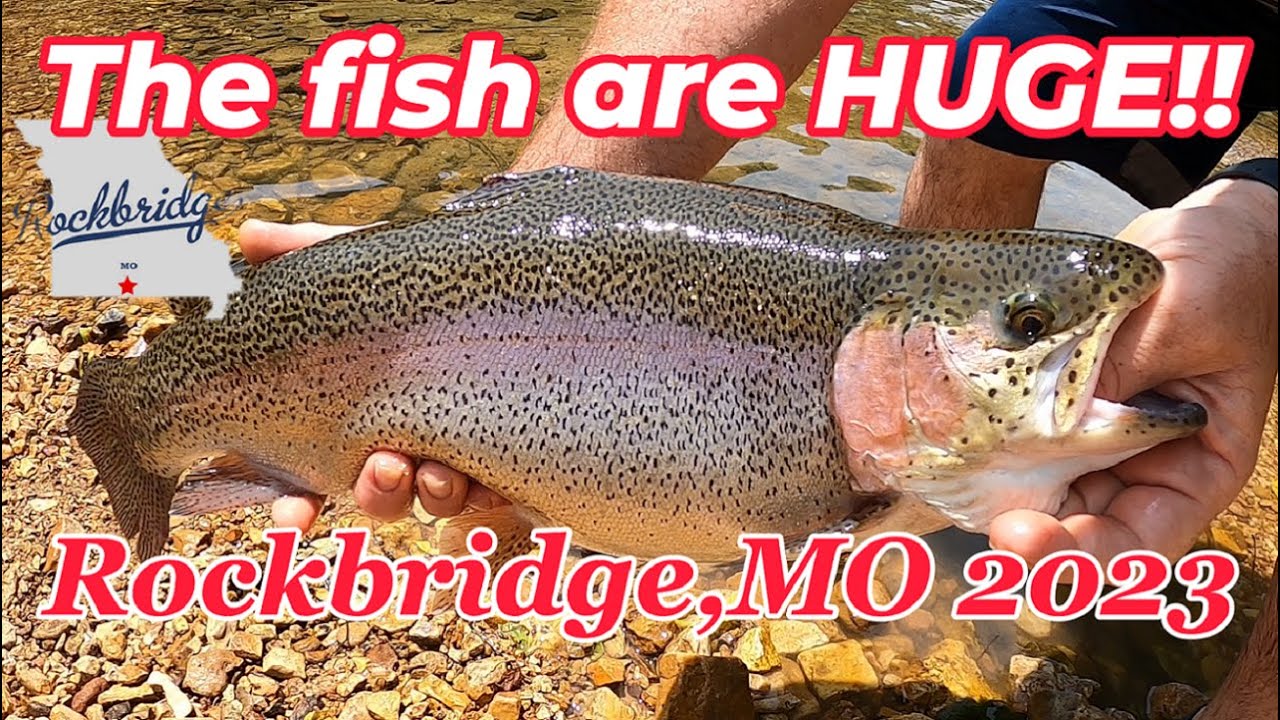 Massive Rainbow Trout in Missouri's secret fishing hole.