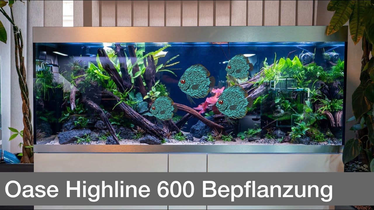 Bepflanzung vom High-End 600L Diskus Aquarium | Liquid Nature