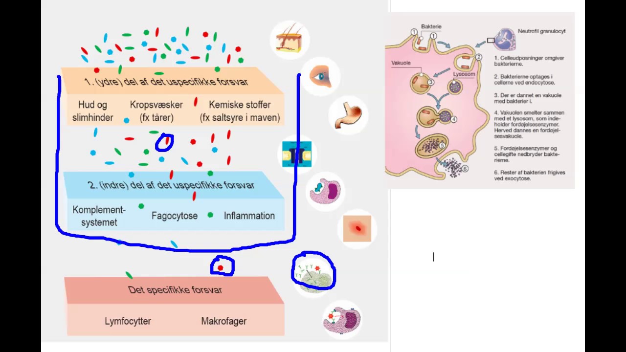 Uspecifikt immunforsvar