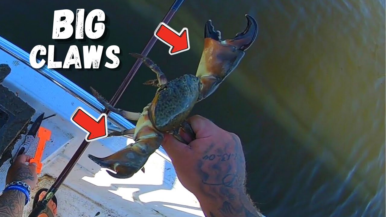 Something Unexpected Happened while Pulling my Stone Crab Traps