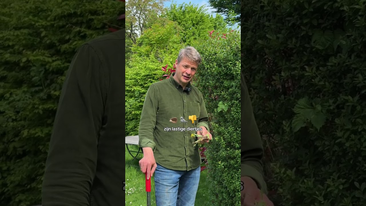 Met deze tips van Wim vergaat onkruid w&eacute;l 🌱❌ #tuintips #onkruid #hubo  #tuinieren
