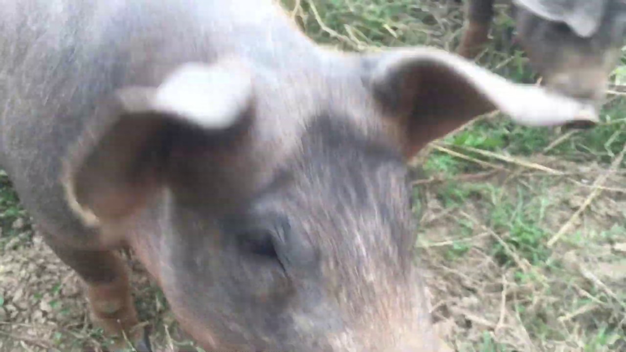 Cerdos herbívoros o manejo holístico con cerdos