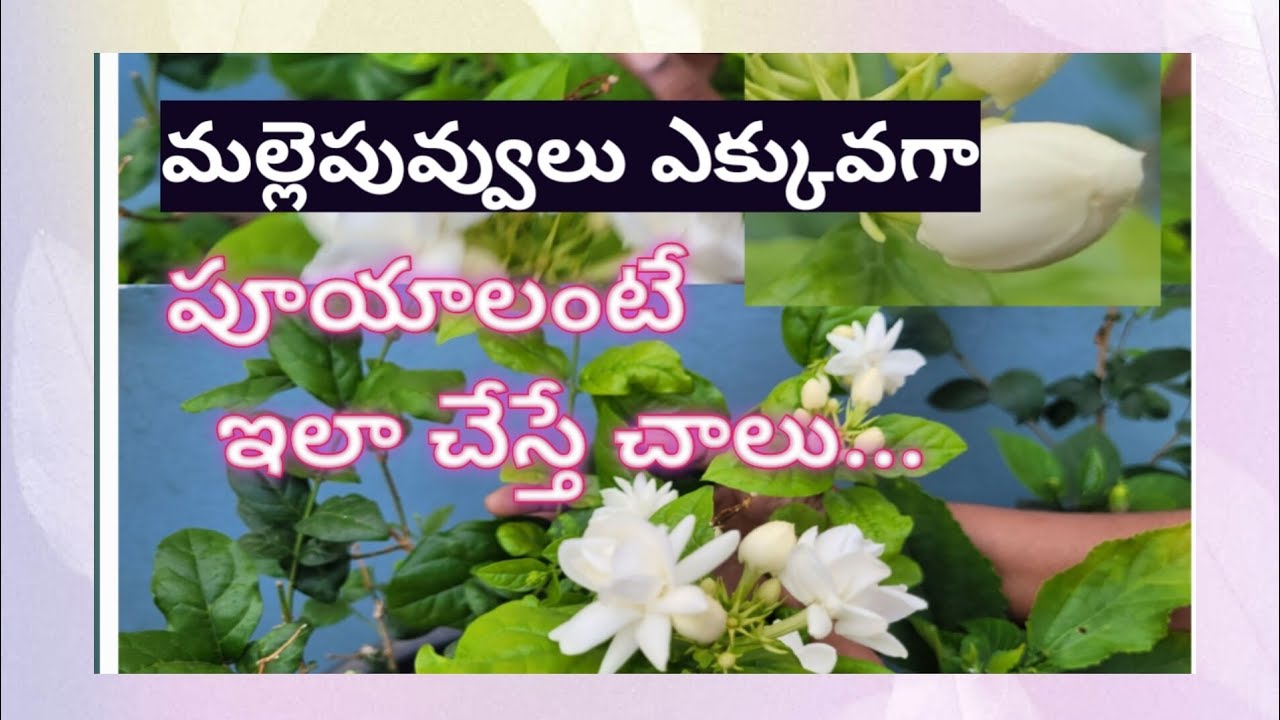 #ఇది ఇస్తే పువ్వులు ఎక్కువగా పూస్తాయి.....