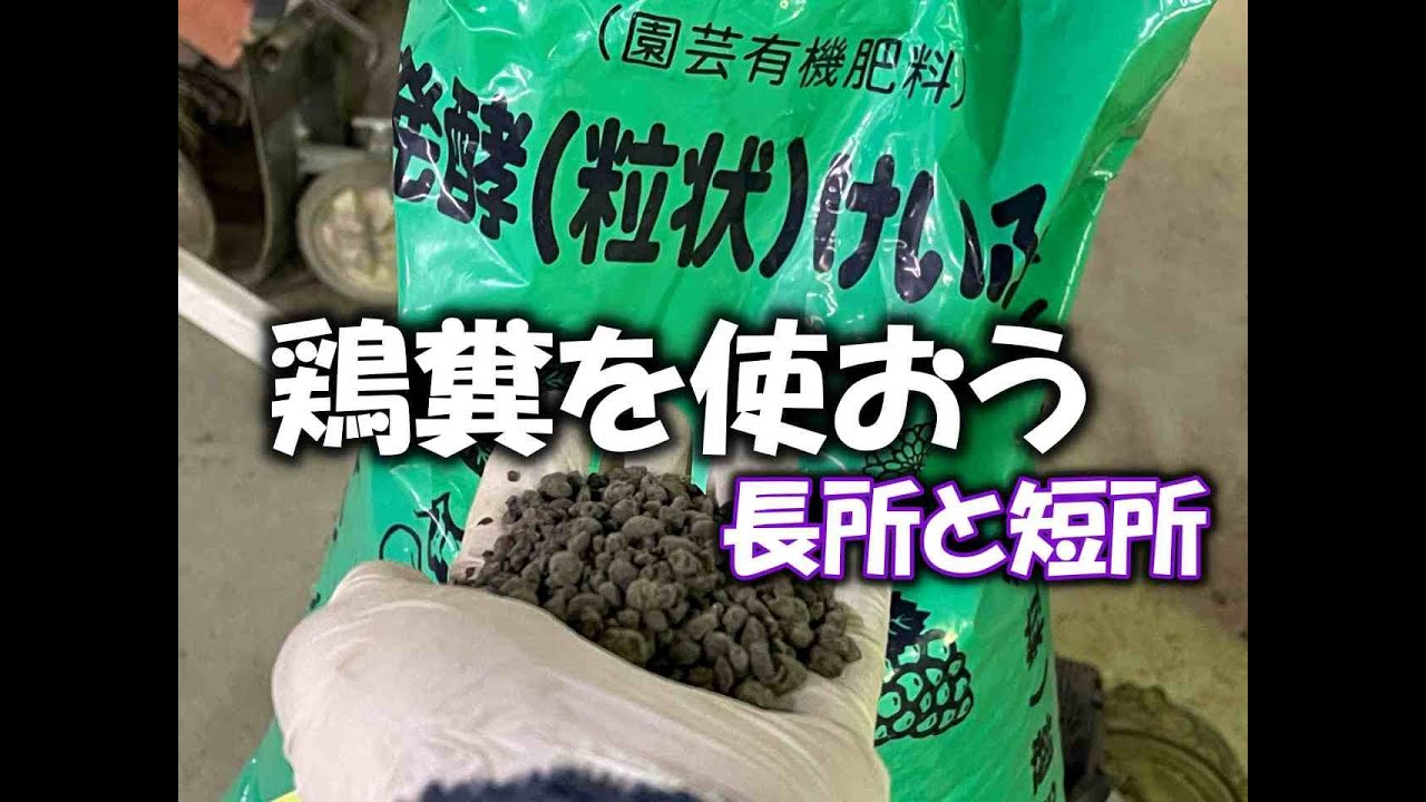 【鶏糞】有機資材の肥料部門のコスパ最強？！うまく使って環境にもお財布にも優しく園芸を楽しみましょう。
