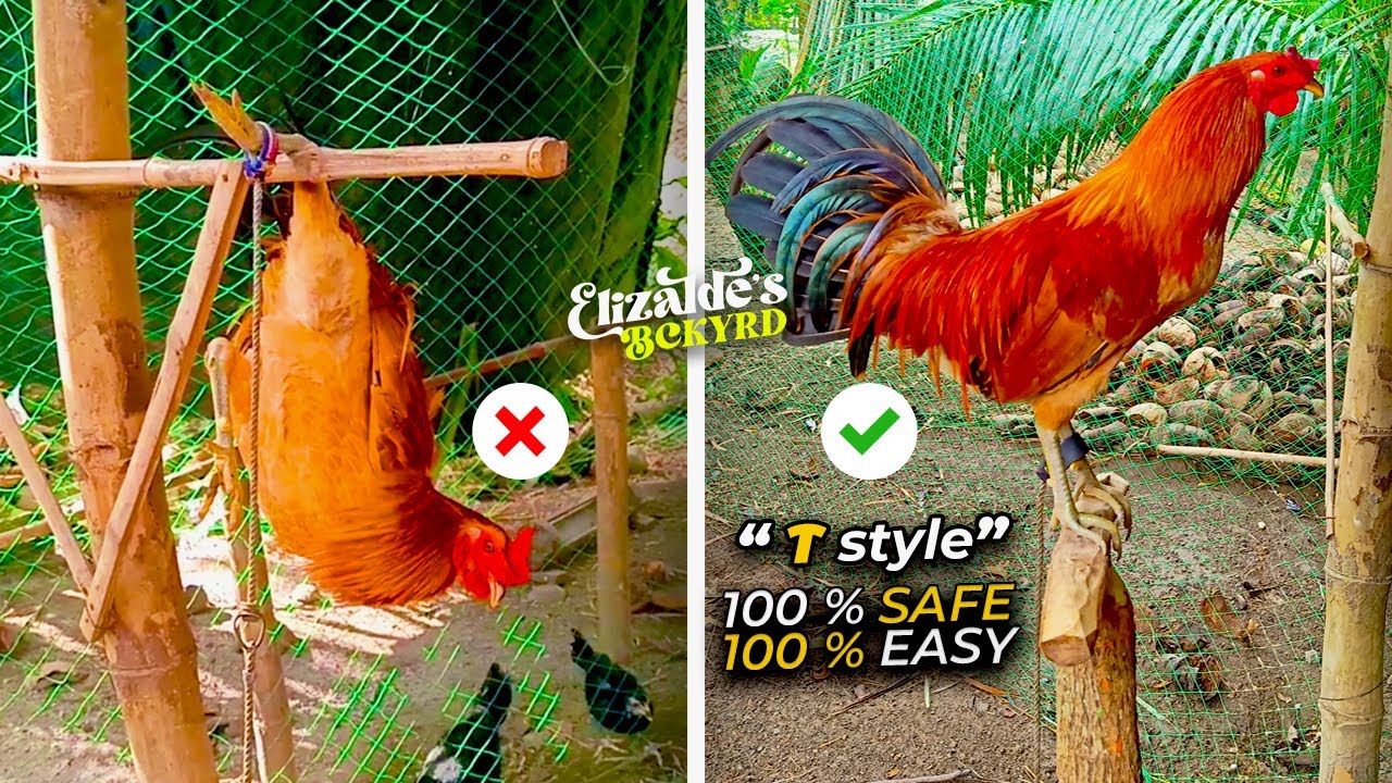 DIY DAPUAN ng Manok | 100% SAFE | DIY CHICKEN ROOST out of Tree Branches || Elizalde's BackYard
