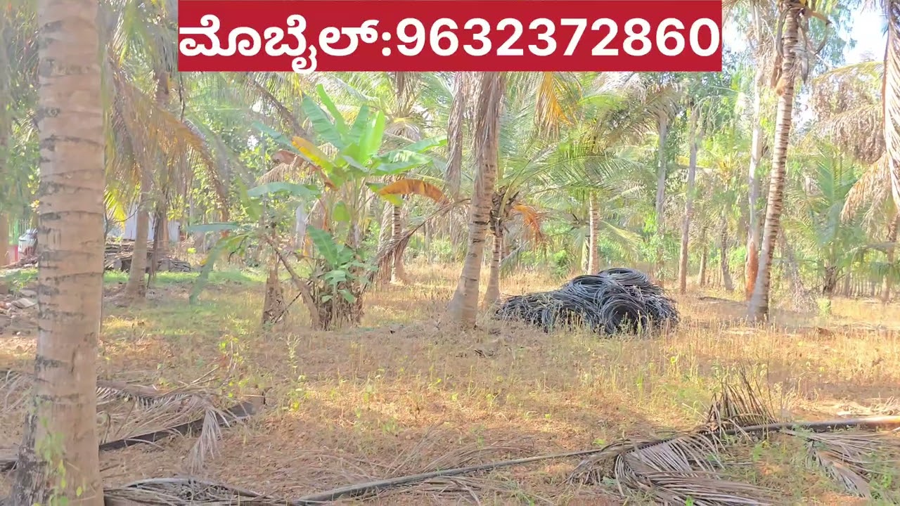 ಮೈಸೂರು ರಿಂಗ್ ರೋಡಿಗೆ ಕೇವಲ 14 ಕಿ.ಮಿ ಫಲ ಕೊಡುತ್ತಿರುವ ತೆಂಗಿನ ತೋಟ 1 ಎಕರೆ 30 ಗುಂಟೆ (1ಗುಂಟೆಗೆ 3 ಲಕ್ಷ ರೂಪಾಯಿ)