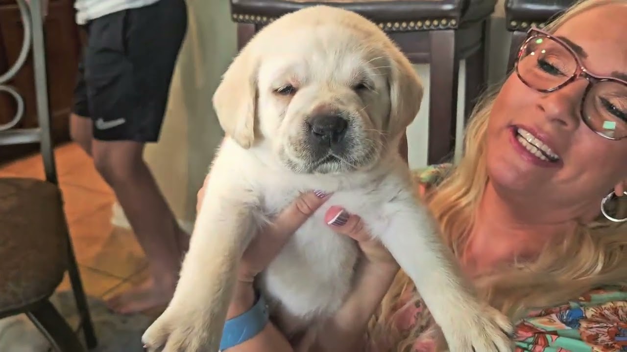 Labrador Puppies, Temperament Testing