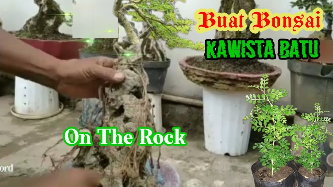 Cara Membuat Bonsai  Kawista Batu ,On The Rock