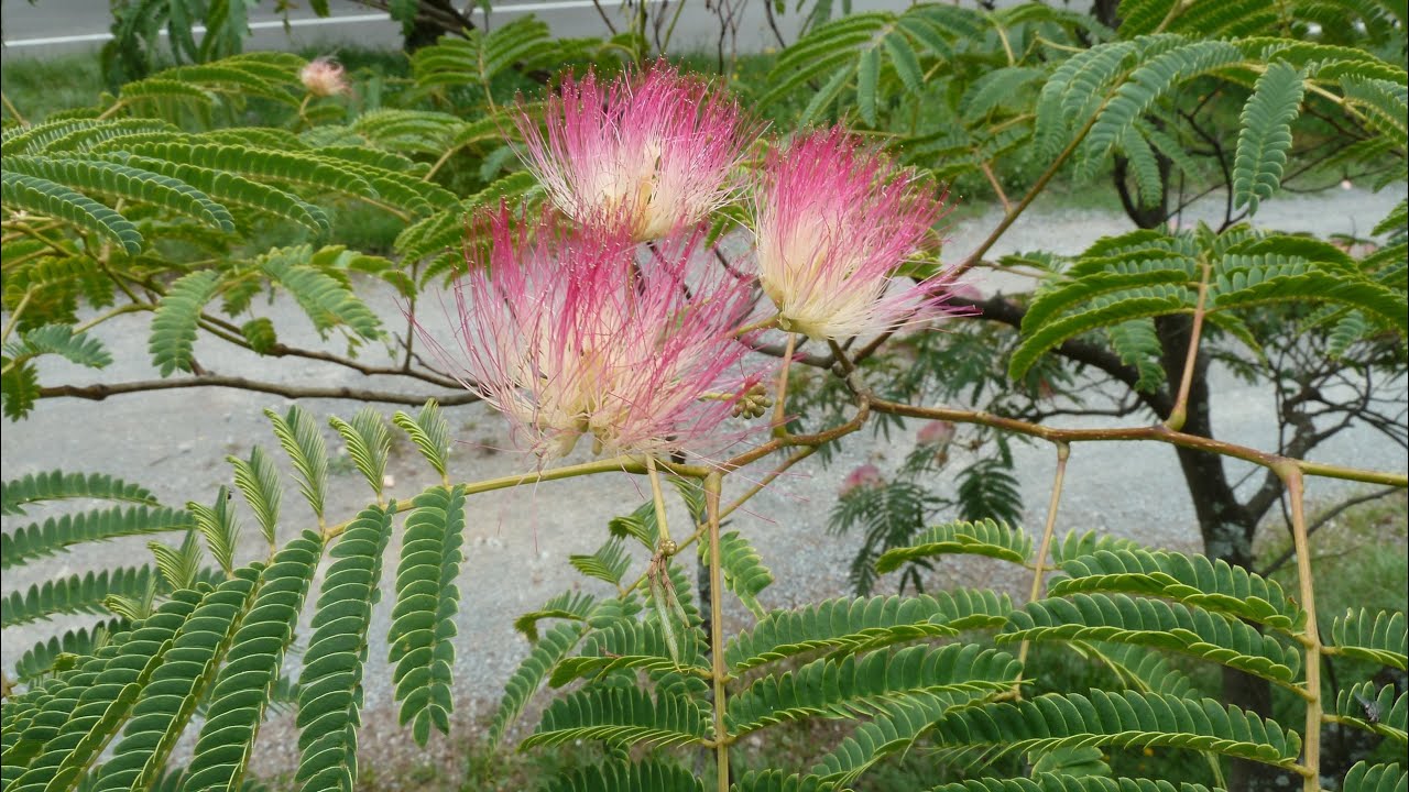 l'arbre à soie, albizia julibrissin