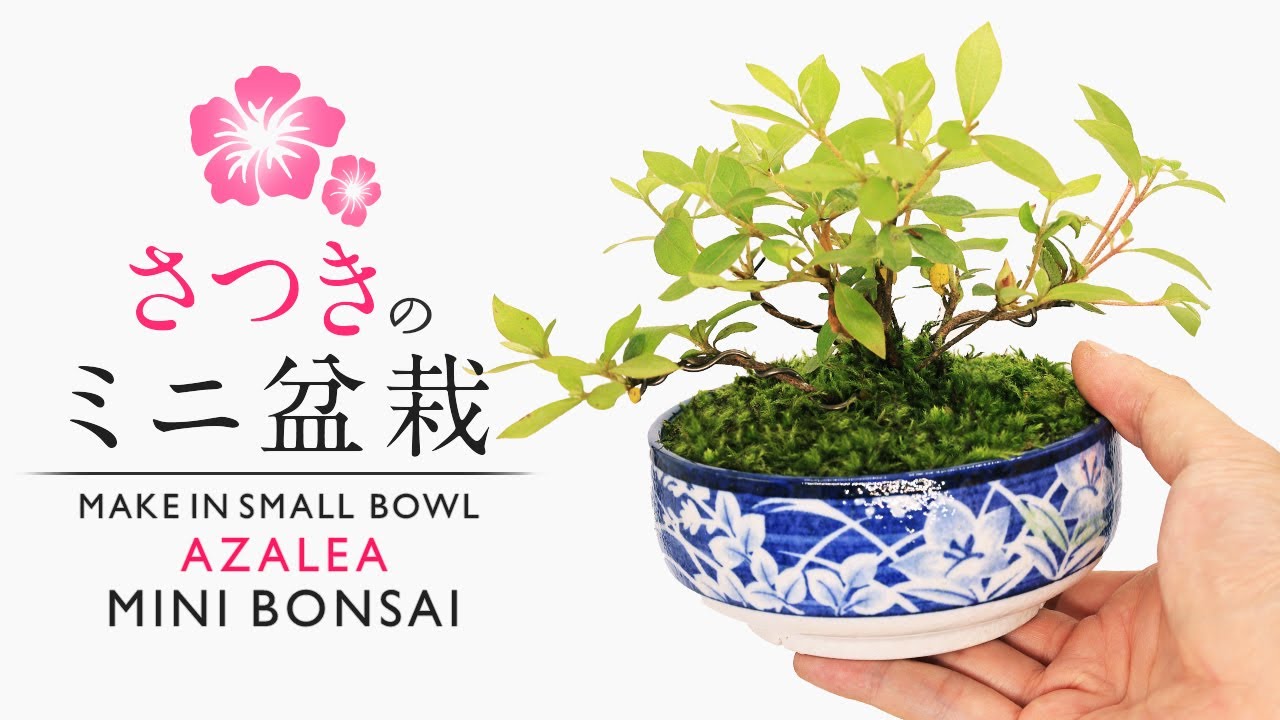 さつきの小鉢で作るミニ盆栽 株立ち仕上げ 挿し木発根～根洗い【Bonsai diary 盆栽日記 6/12】初心者の簡単盆栽の作り方 やり方 サツキ コケ 植え替え AZALEA EOS R5