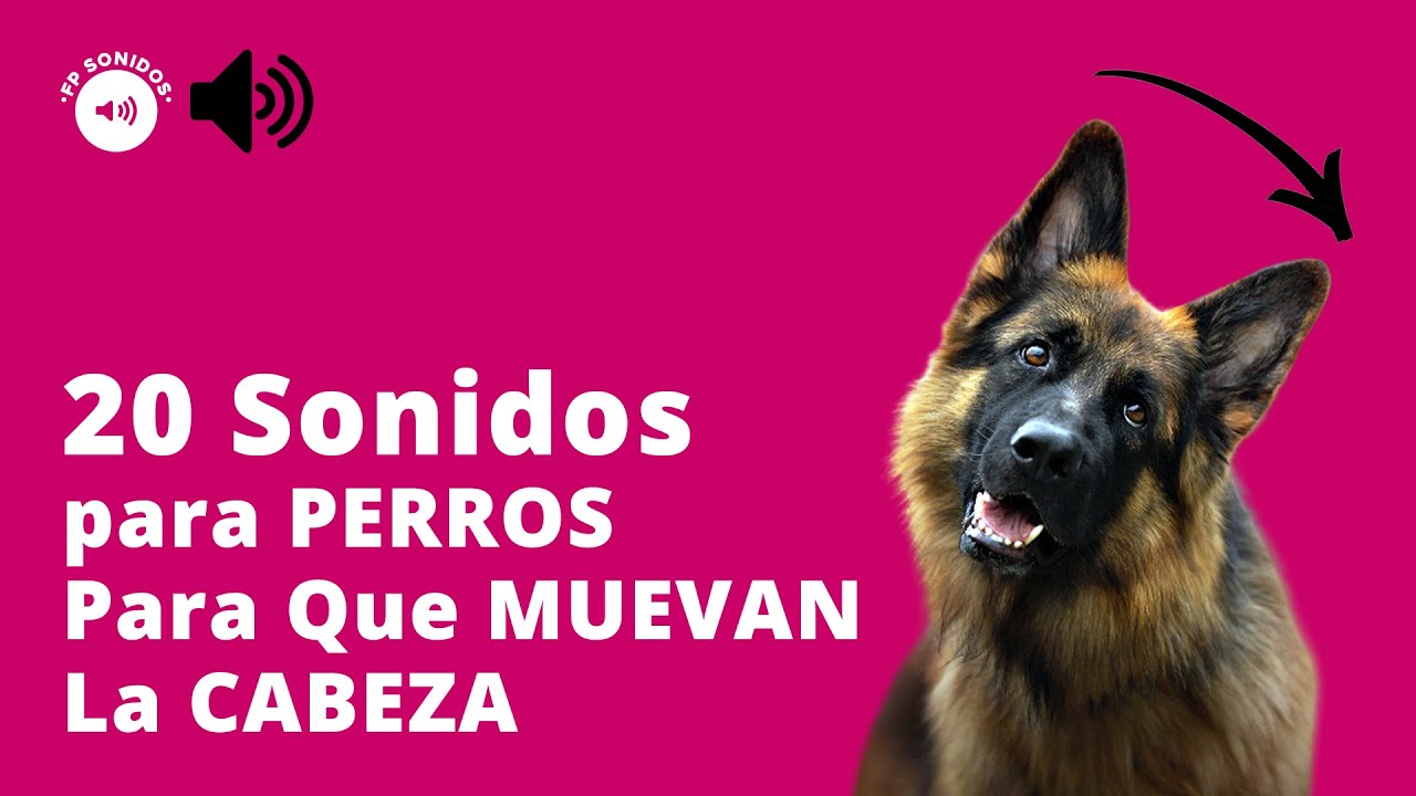 20 SONIDOS para PERROS Para Que MUEVAN La CABEZA 🐶