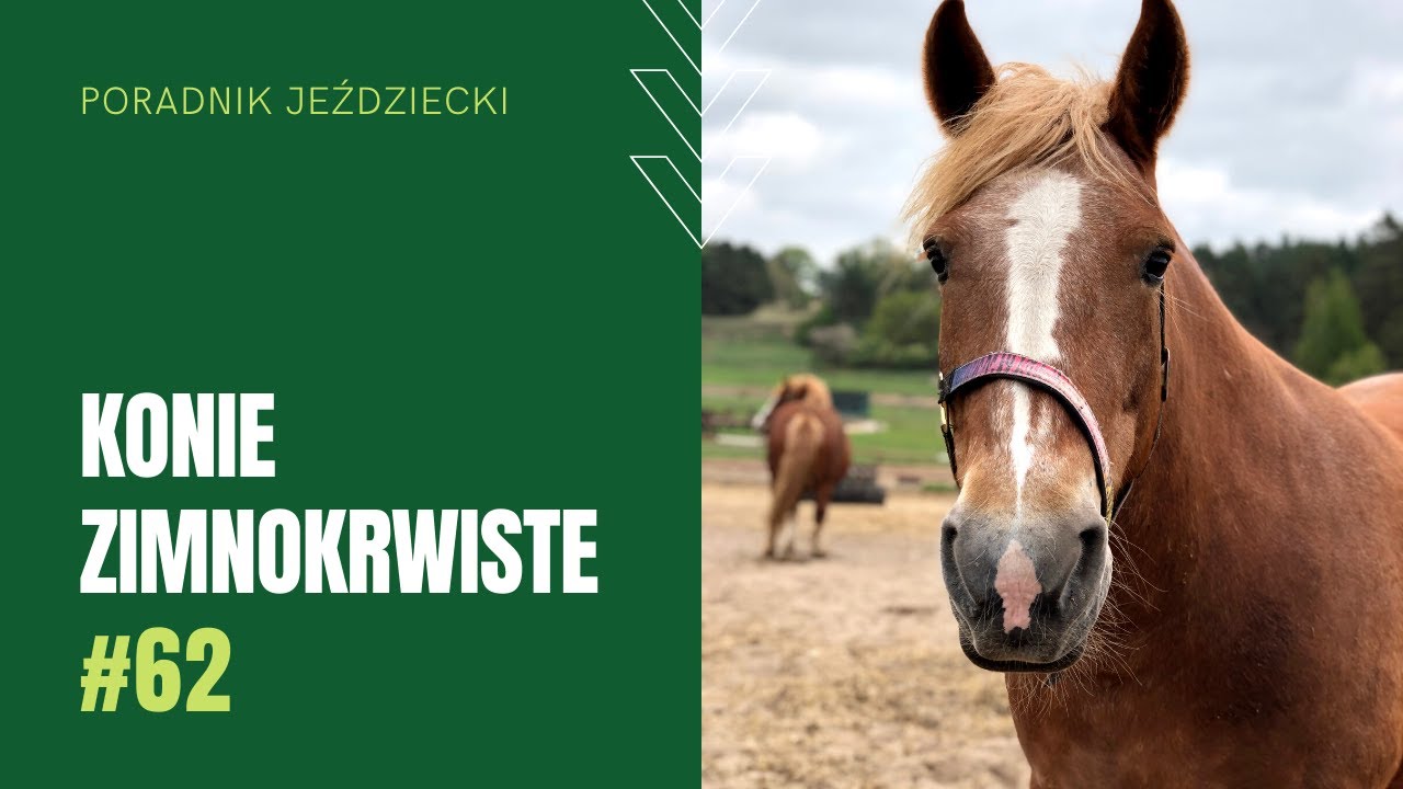 KONIE ZIMNOKRWISTE | Poradnik jeździecki #62