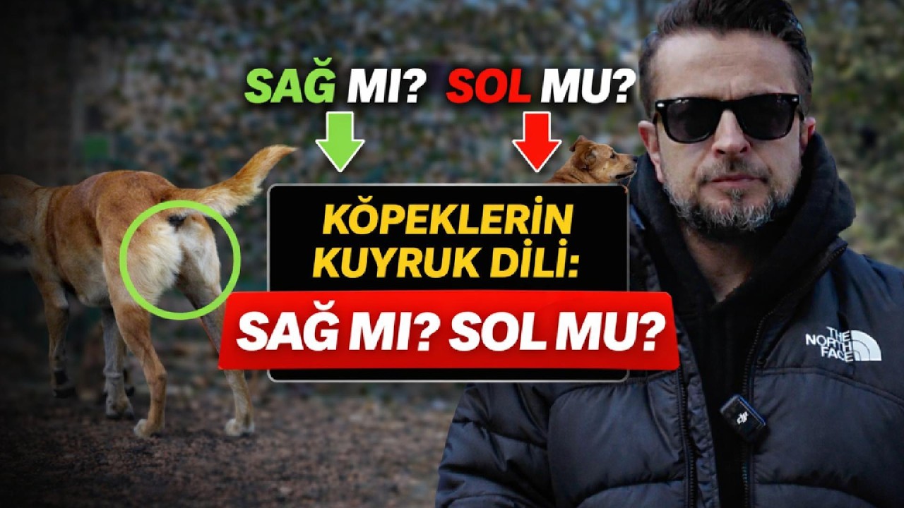 Köpeklerin Kuyruk Dili: Sağ mı Sol mu? Büyük Yanlış!