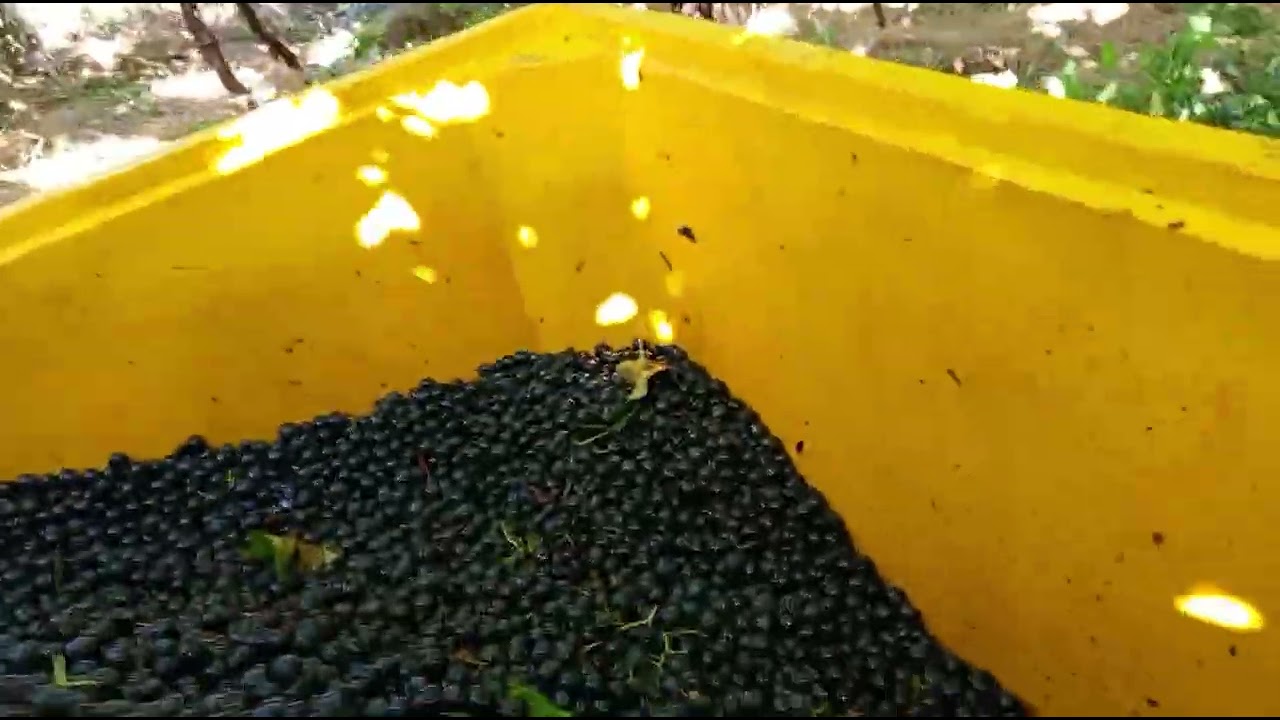 Colhendo uva com a máquina do Pasin Máquinas e Implementos 🍇🍇
