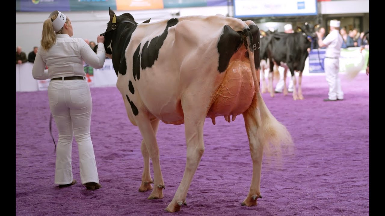Easy win for Kitty 3 at Dairy Expo 2025..Wormanby Pepper Kitty.Winter Junior 2yr old Class