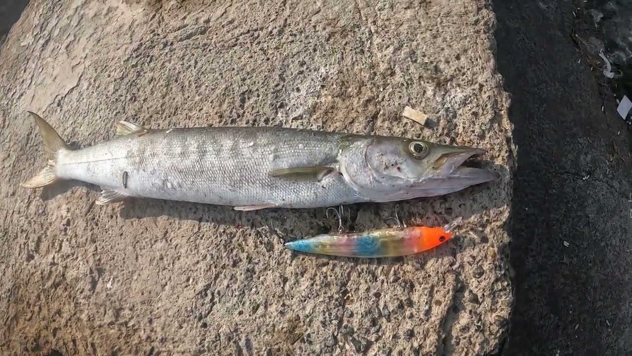 Catching Monsters - Using King lures || shore casting || Al Madina Marine Fishing✌️✌️