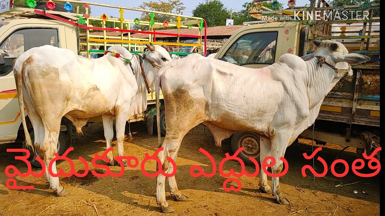 PART_2 MYDUKUR SATURDAY BULL MARKET FEB 8 2020
