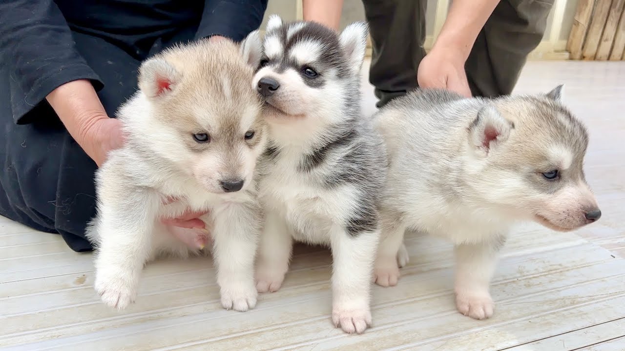 【重大報告】愛犬と血のつながった弟を家族に迎え入れることになりました！　【シベリアンハスキー】