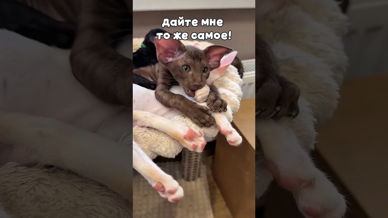Хочу нервы, как у этого блондина 🤪