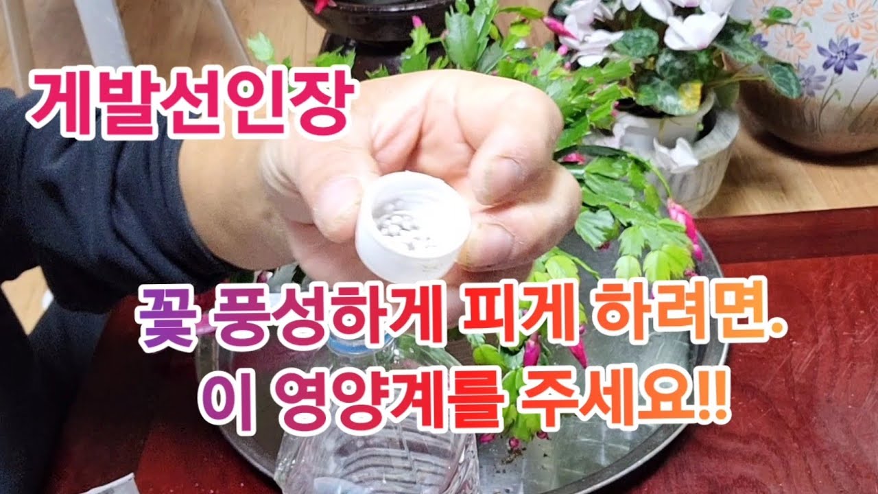 '게발 선인장' 분갈이 안 하고도,  꽃 풍성하게 피게 하려면 이 영양제를 이렇게 주세요!!