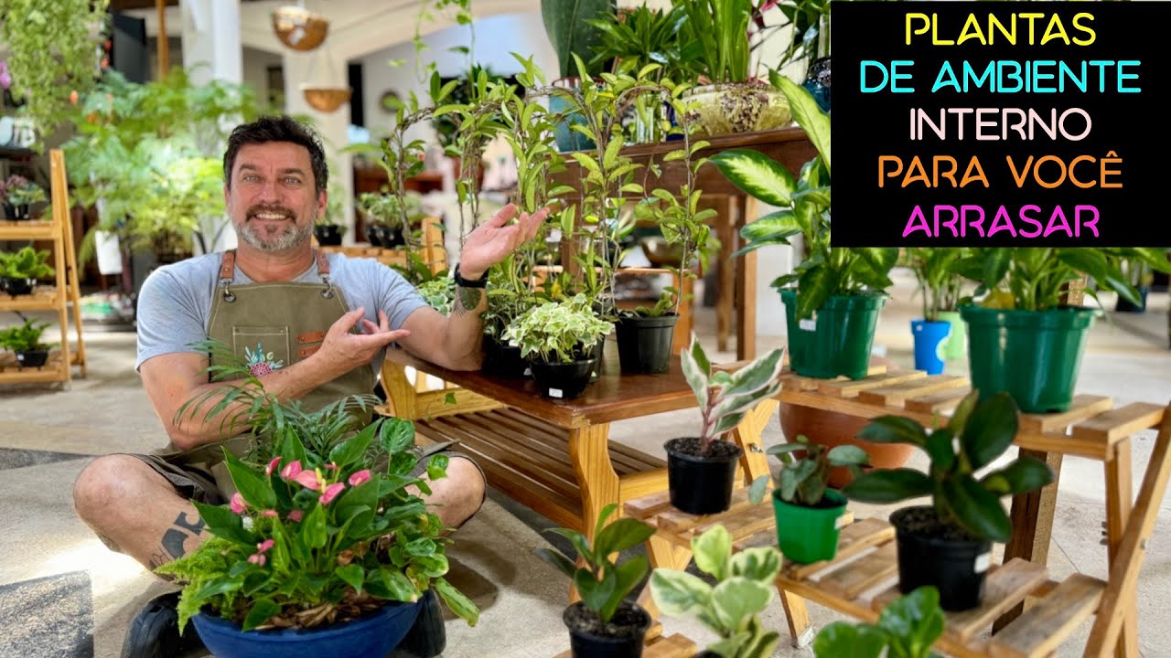 PLANTAS de Ambiente INTERNO Para Voc&ecirc; ARRASAR