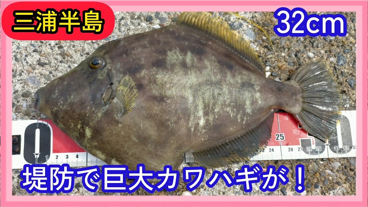 【釣り】堤防で巨大カワハギを釣りまくった！😍【業務スーパーのアサリ】