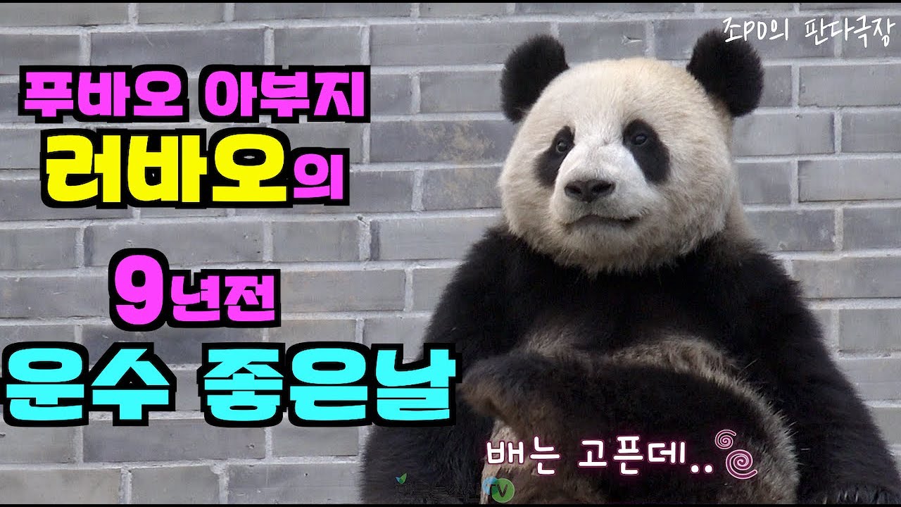 [PandaTV] #푸바오 아부지 러바오의 9년전 있었던 운수좋은날 이야기