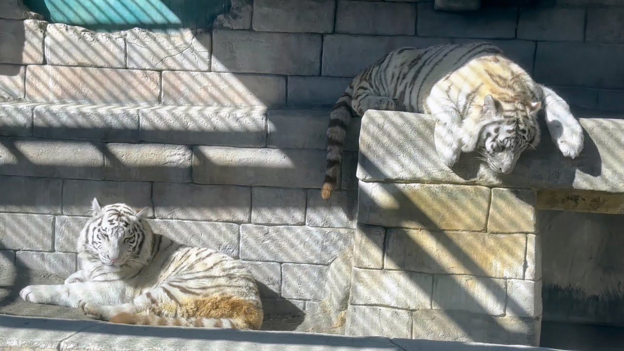 【睡眠用】気持ち良さそうに寝ているコタハクくんと一緒に夢の世界へ💕　1月29日 東武動物公園　ホワイトタイガー