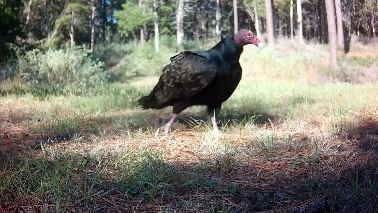 The vulture's so close, you can hear him breathing!