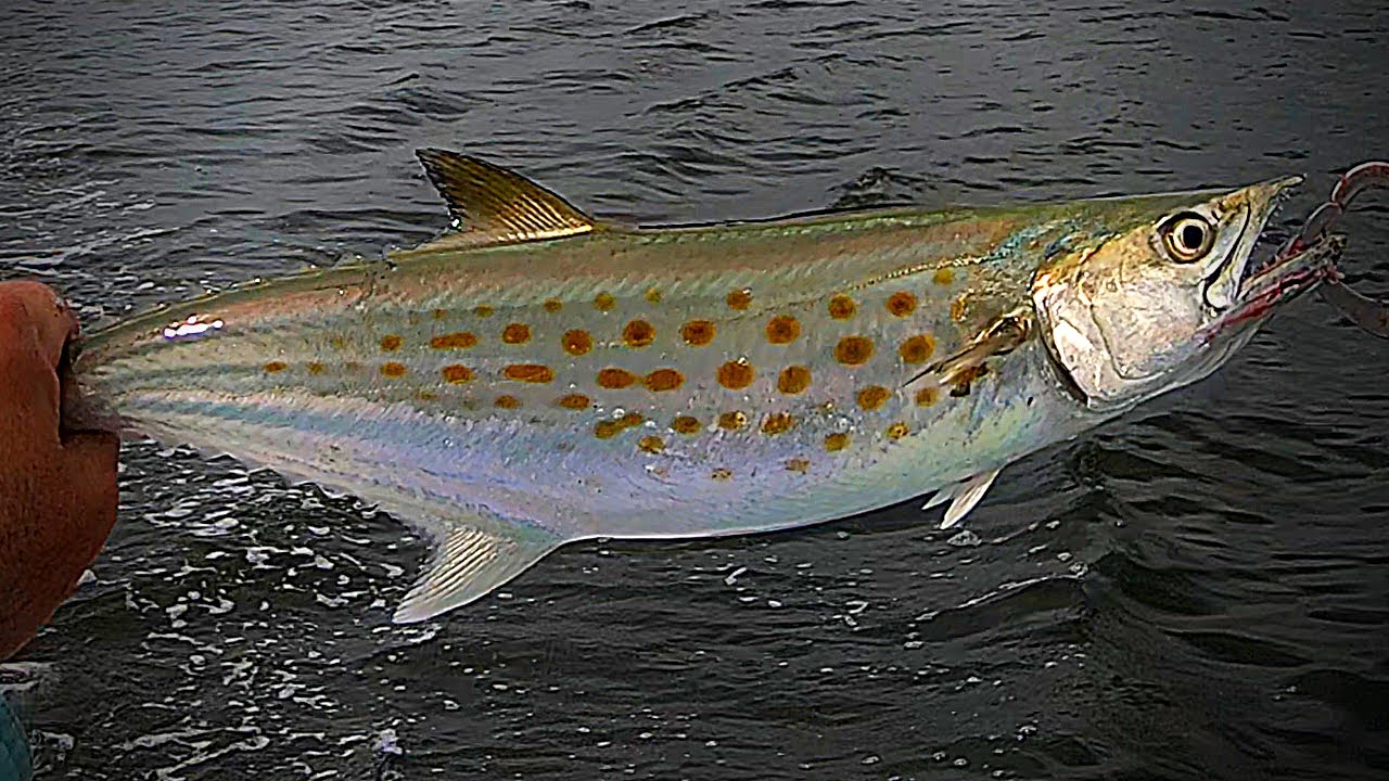 Trolling/Fishing The Beach Off Oak Island, Nc For Spanish Mackerel With a Clarkspoon