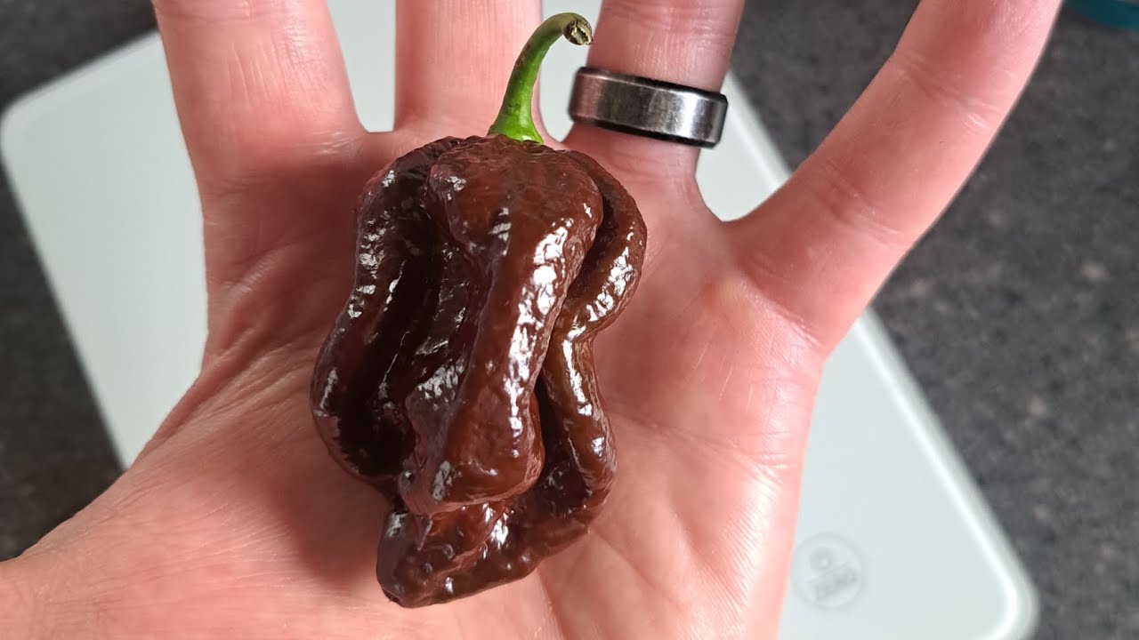 Этот перец чуть меня не убил! Самый острый 7-порционный дуглах в мире!!! Чистый злой перец!