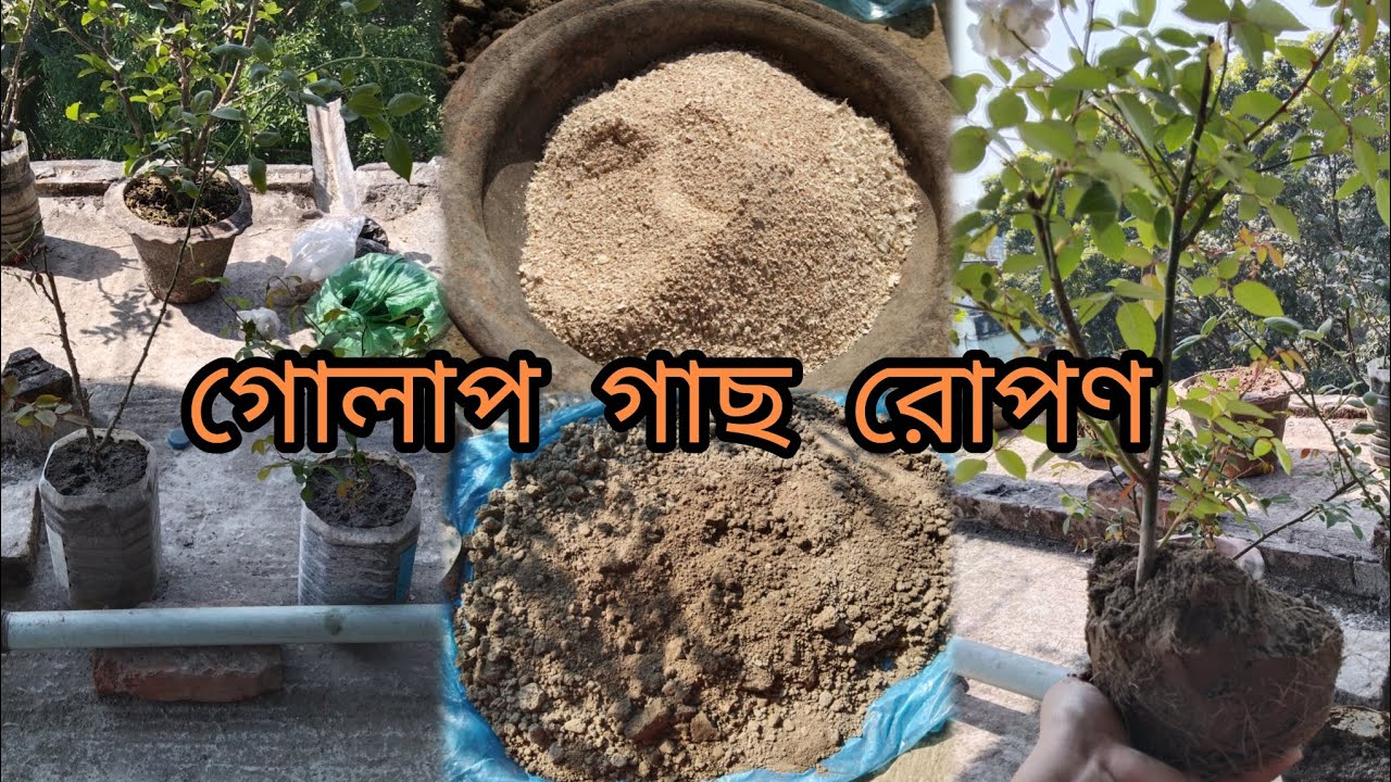 গোলাপ গাছ রোপণ করতে কি কি সার মাটিতে দিলাম থাকছে দারুণ কিছু টিপস,,অবশ্যই ভিডিও টা দেখুন।।