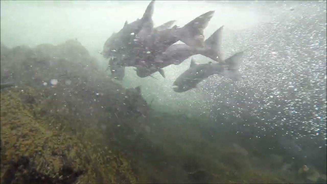 I put my GoPro Underwater in Alaska's Russian River | SALMON EVERYWHERE!