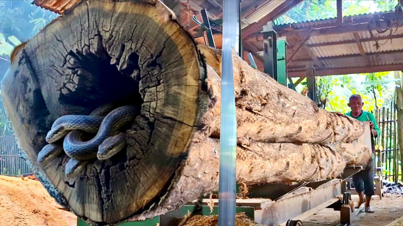 The shortest massive attack!! The hole of darkness during sawing California oak log in sawmill