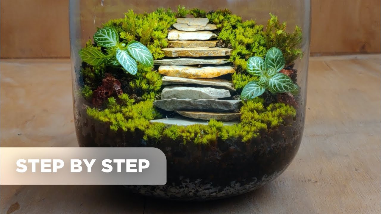 Terrarium con Fittonia e Muschio cuscino
