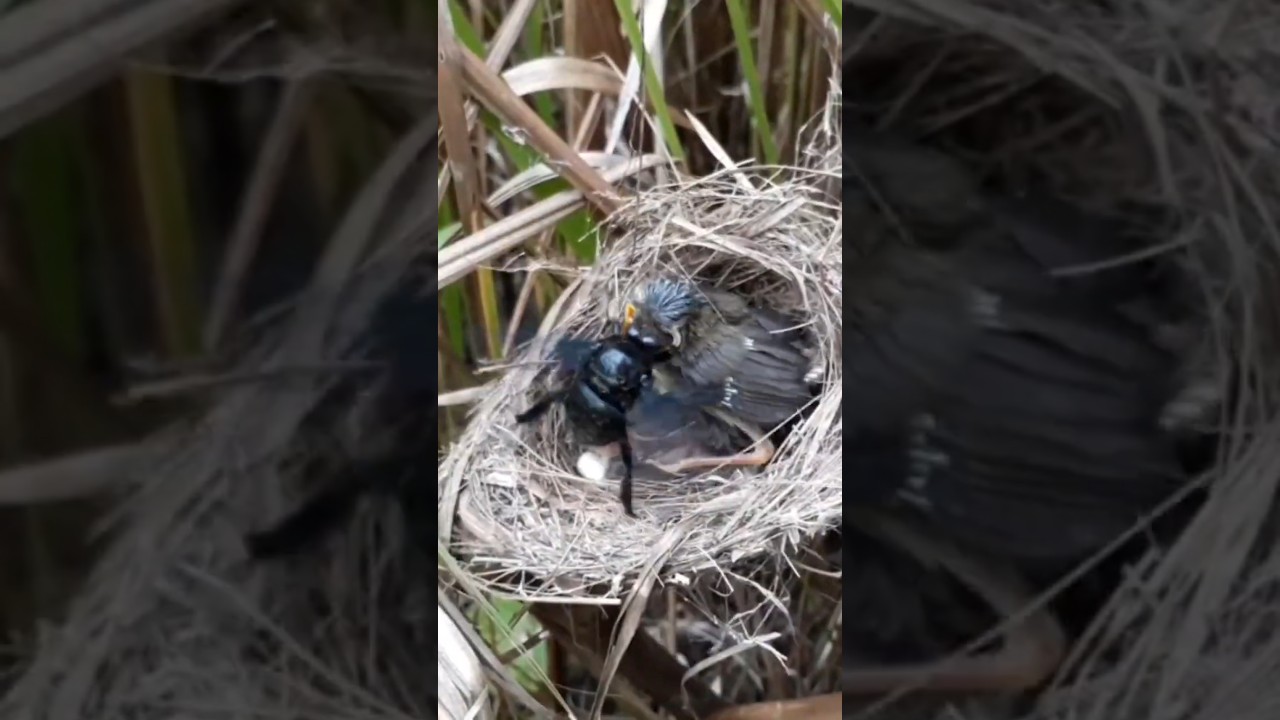 The baby bird almost fell out of the nest because of the beetle