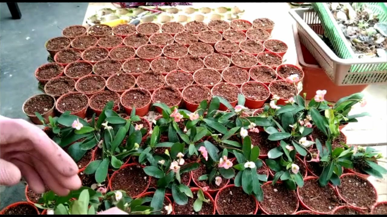cara mudah menanam Euphorbia