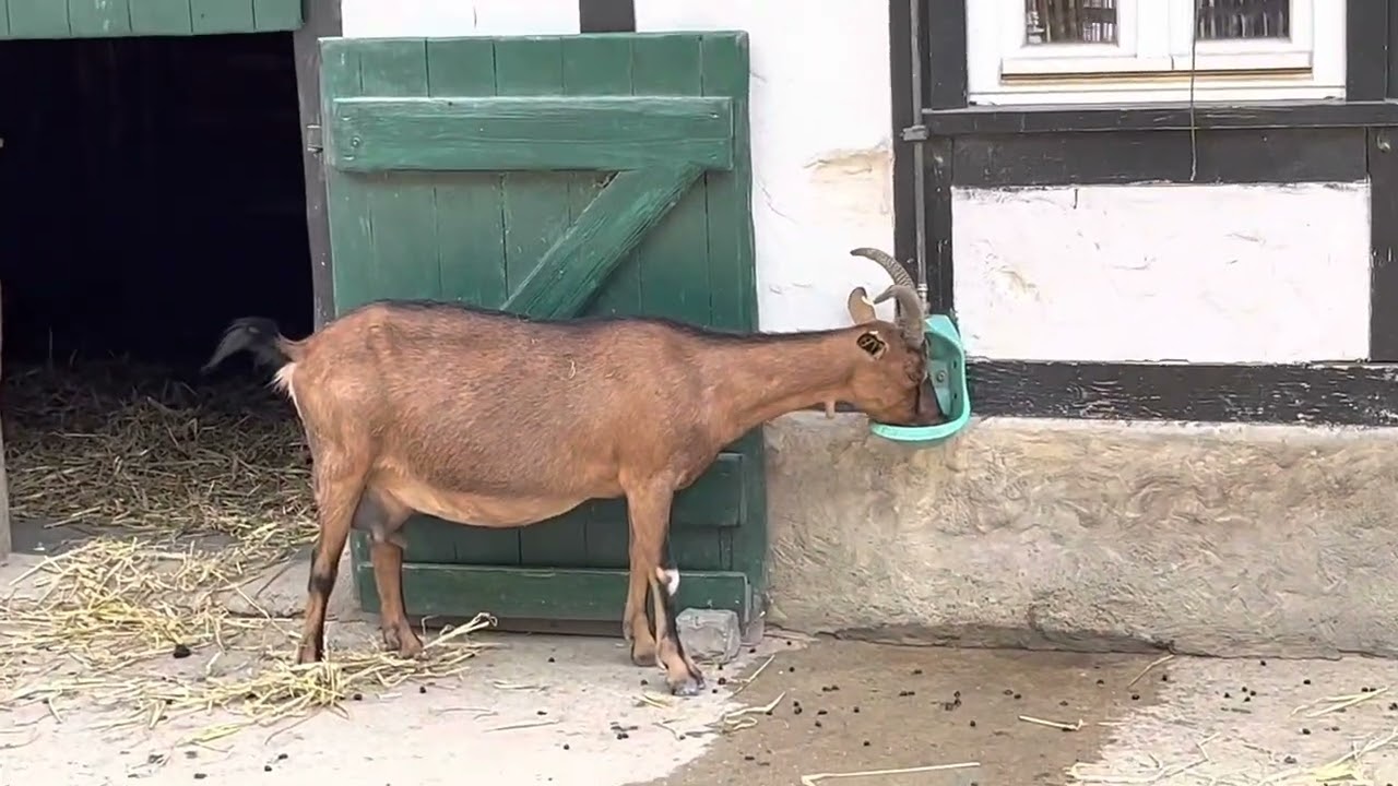 K&ouml;lner Zoo Hennes Gei&szlig;bock HD Tiervideo f&uuml;r Kinder