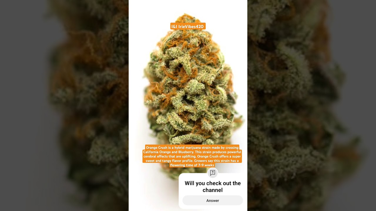 Fat Nug Summer #orangecrush #reggae #newmusic #shortsfeed #shorts #IrieVibes420
