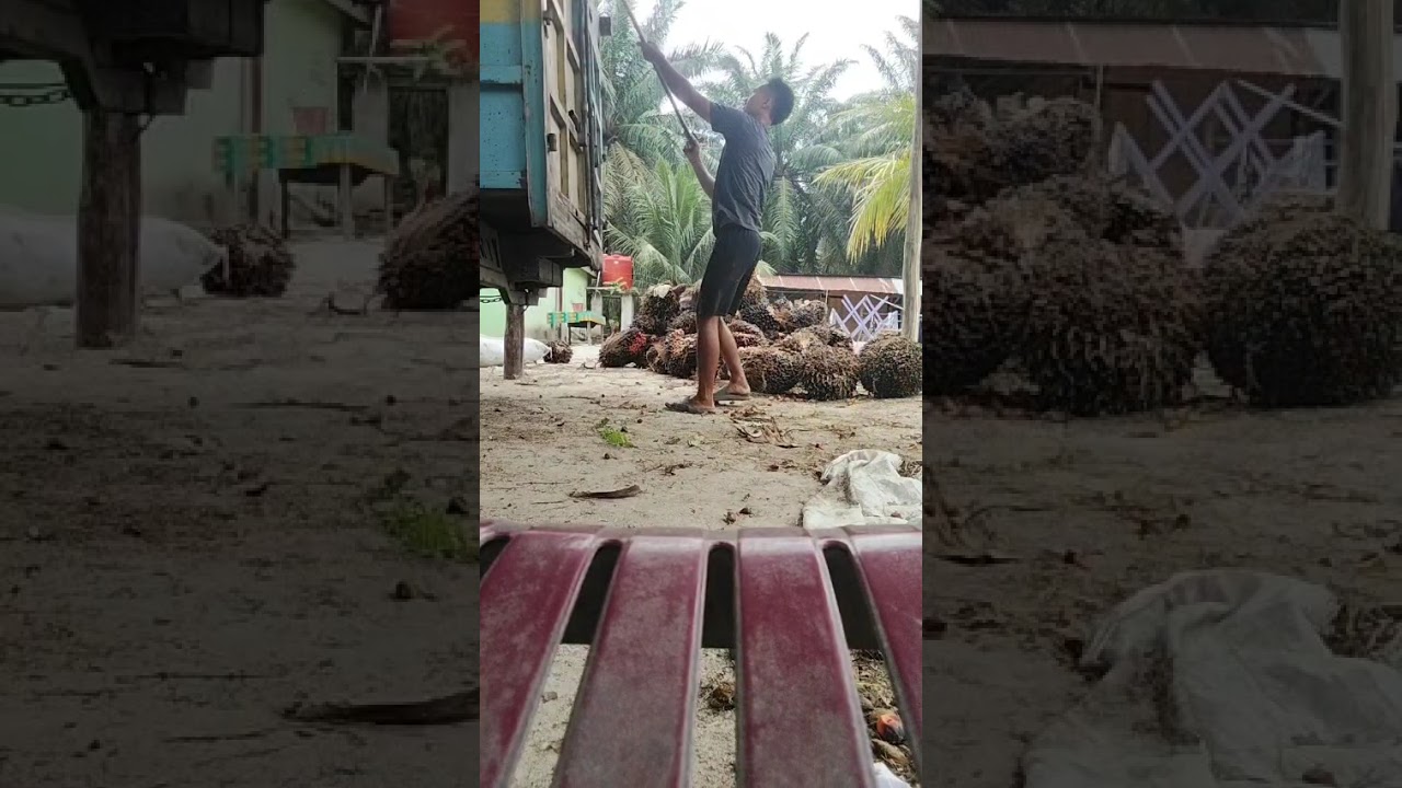 Muat sawit di ram. @pemuda pekerma