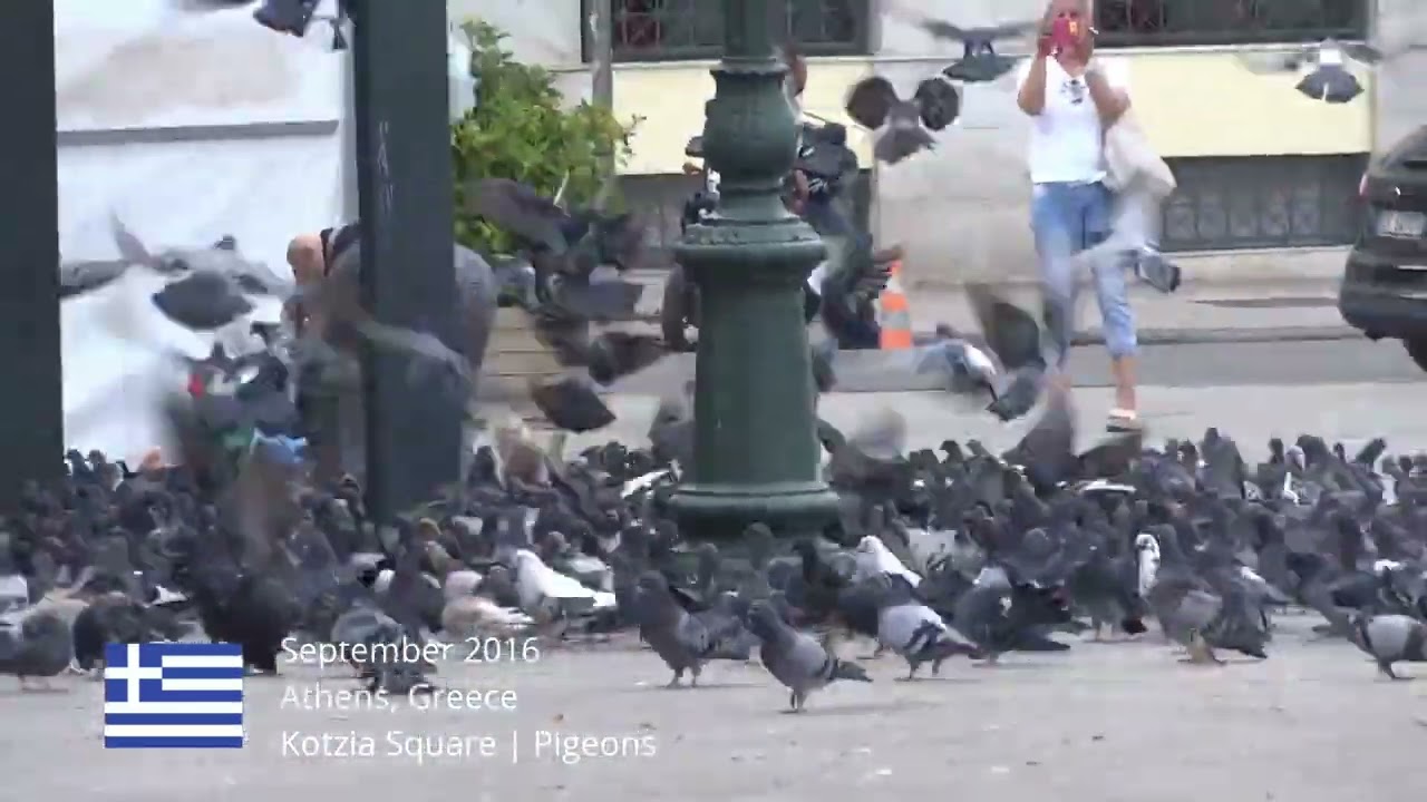Athens, Greece /// Kotzia Square | Pigeons /// Vodo Travel