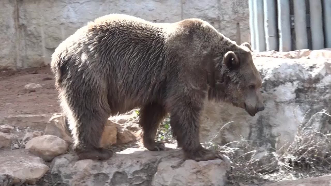 Animali nella Bibbia - ORSO