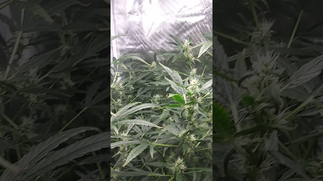 first time grow-Autoflower
