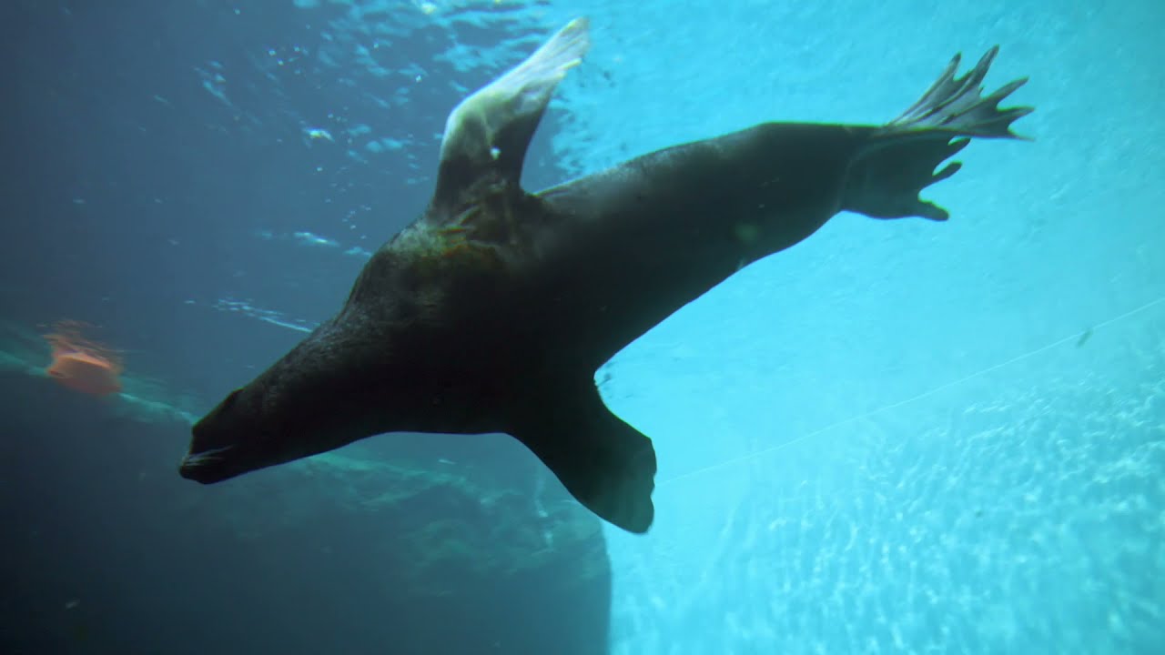 Support the Seattle Aquarium