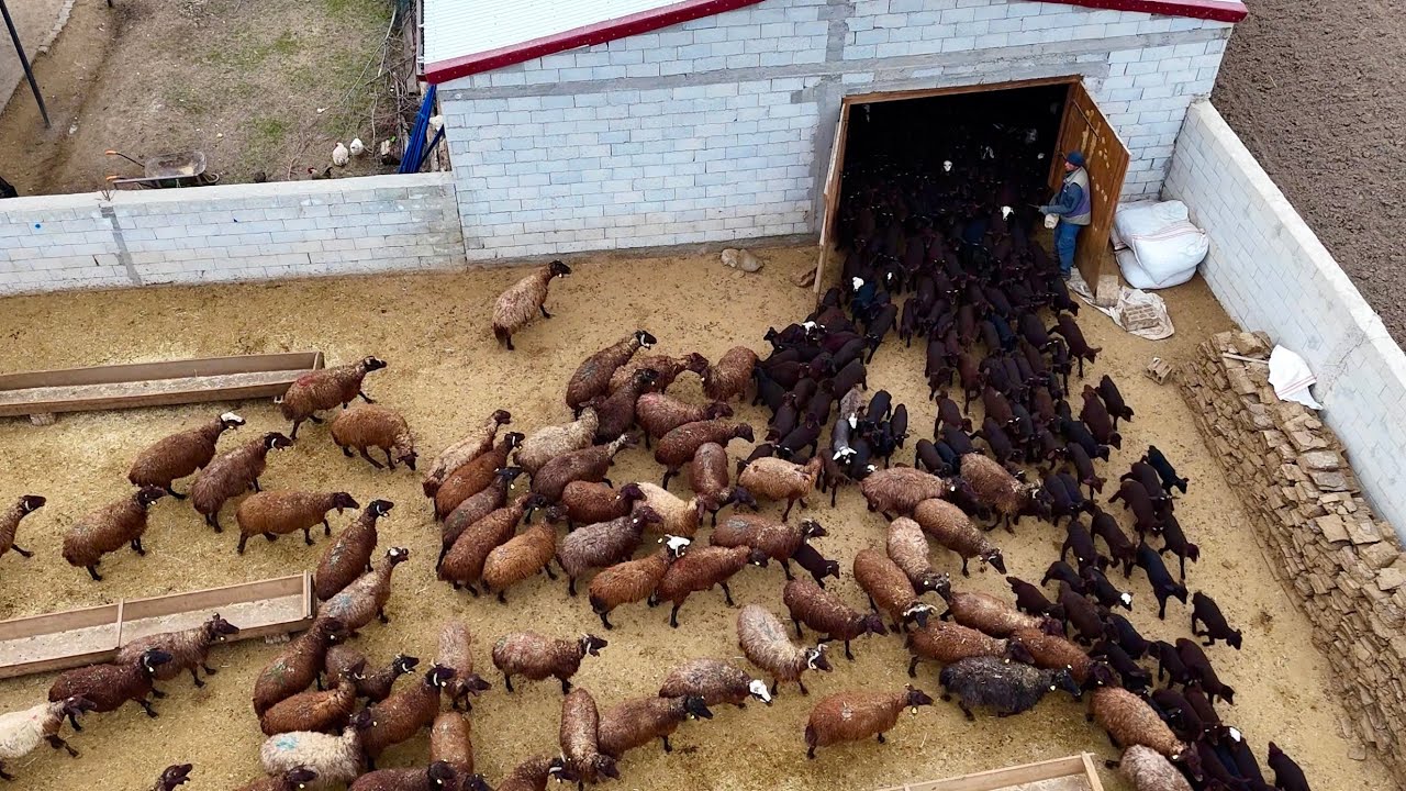 KOYUN-KUZU BULUŞMASI - BAHAR YAKLAŞIRKEN 