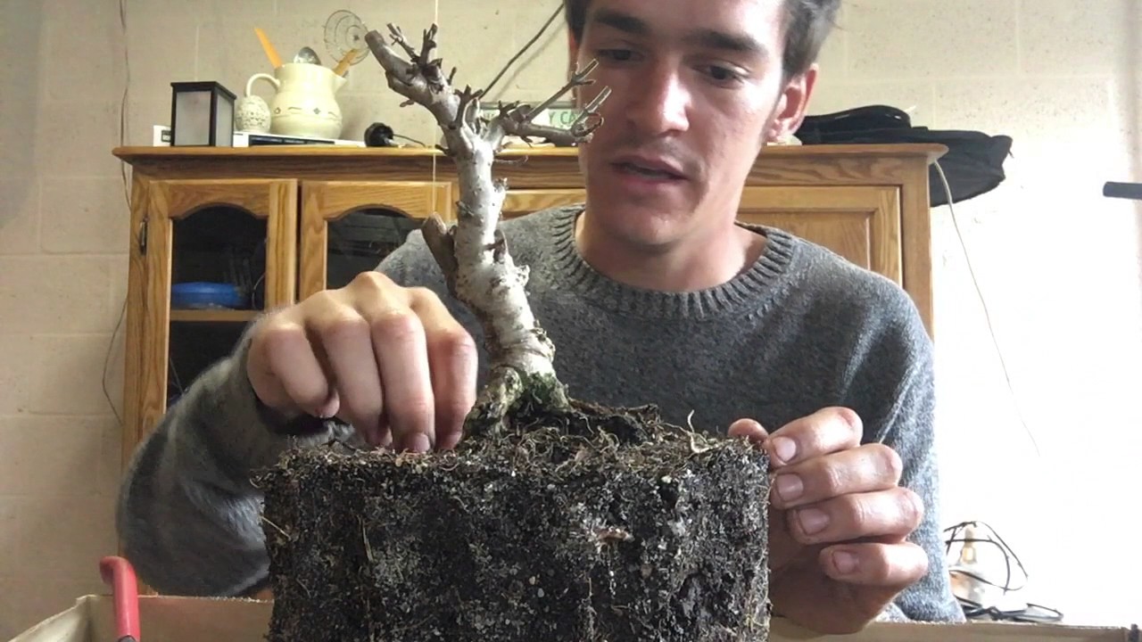 Viburnum bonsai