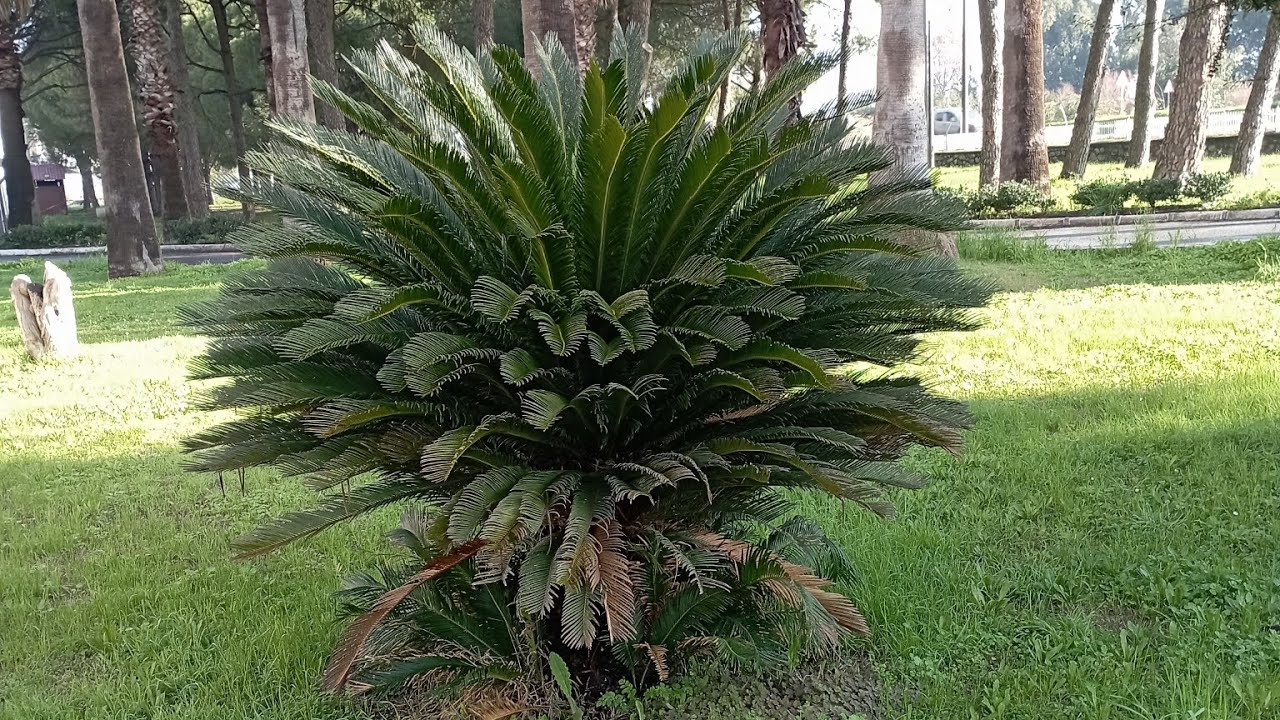 Güneşli bir günden kareler canlı yayında🌅🌿🎄🌲