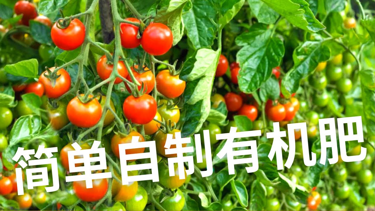 在家自制氮磷钾有机肥，简单又高效，封城期间不用愁（阳光新西兰家庭Vlog 16）